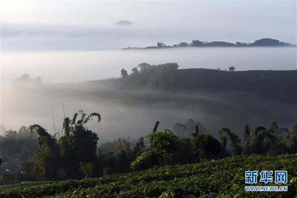 云南思茅5 云南思茅5