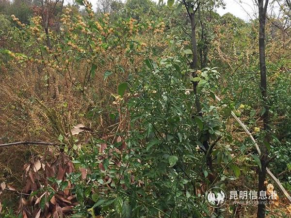 養(yǎng)豬場(chǎng)原址植被茂盛。記者孫紅亮攝