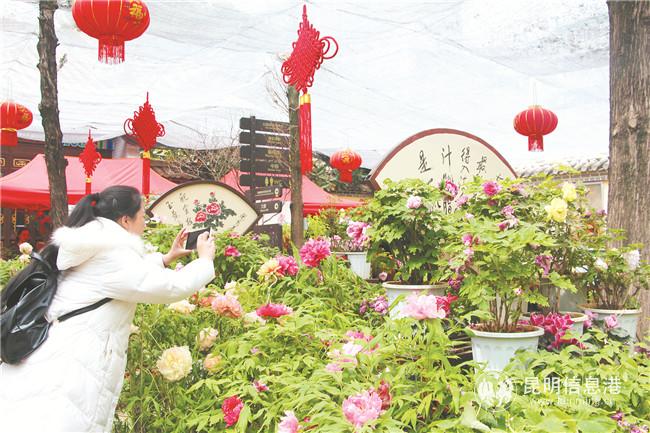 曇華寺公園牡丹花已成花事品牌