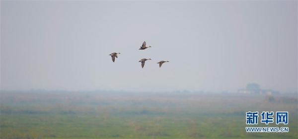 洞庭湖4 洞庭湖4