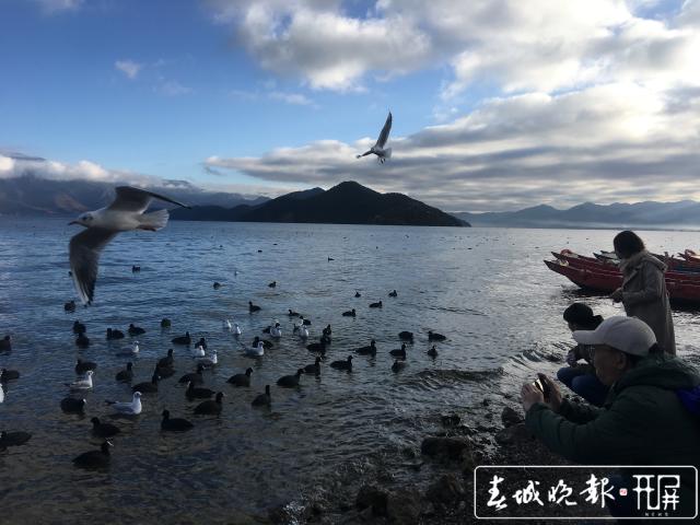 冬日瀘沽湖候鳥(niǎo)嬉戲樂(lè)游人.jpg