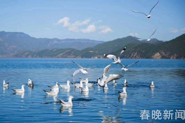 上萬只候鳥盤旋嬉戲瀘沽湖 (9)