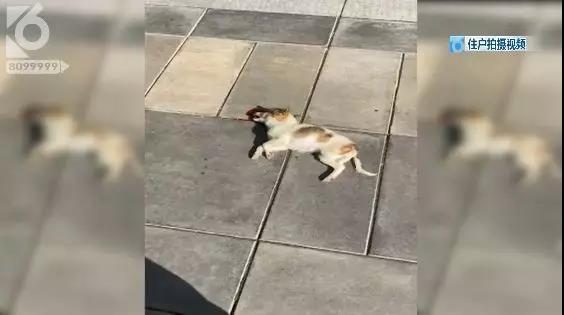昆明一小區(qū)驚現(xiàn)高空拋狗