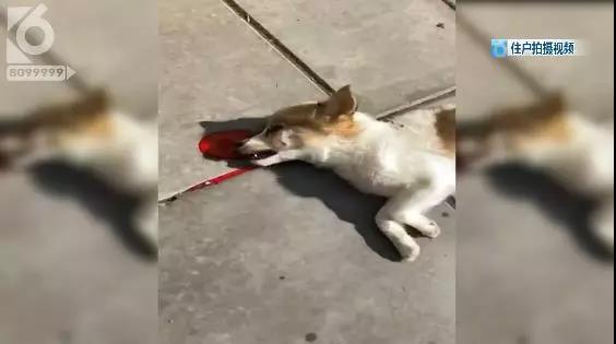 昆明一小區(qū)驚現(xiàn)高空拋狗