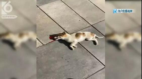 昆明一小區(qū)驚現(xiàn)高空拋狗