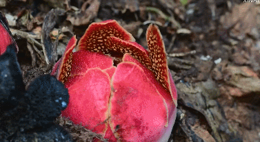 “寄生花”重現(xiàn)云南