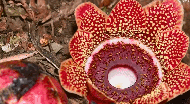 “寄生花”重現(xiàn)云南