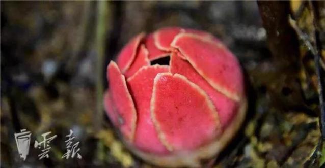 “寄生花”重現(xiàn)云南