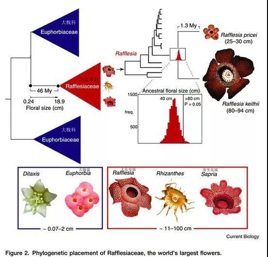 “寄生花”重現(xiàn)云南