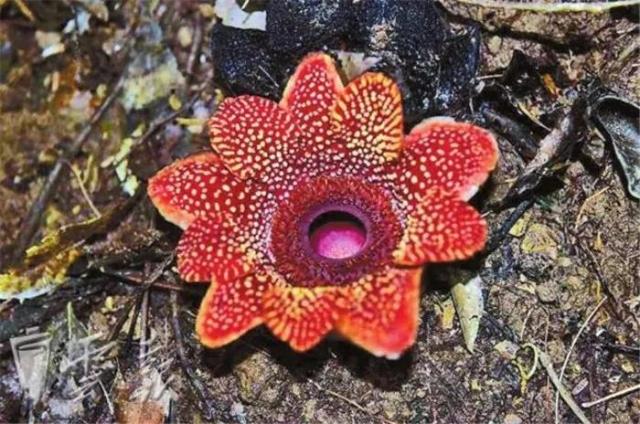 “寄生花”重現(xiàn)云南