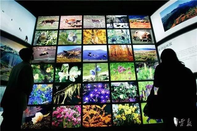 “寄生花”重現(xiàn)云南