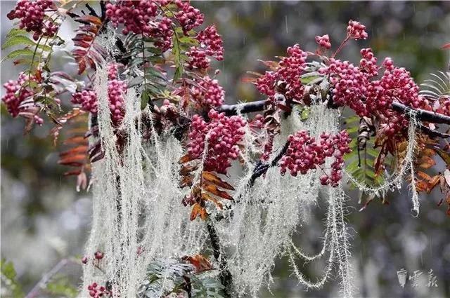 “寄生花”重現(xiàn)云南