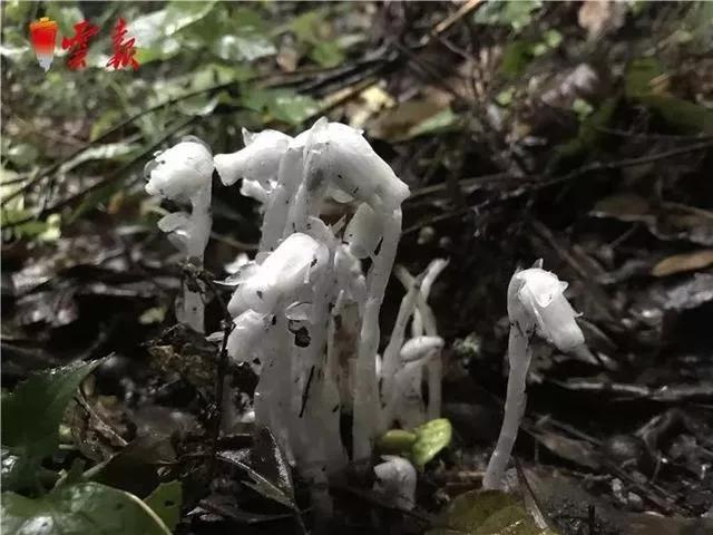 “寄生花”重現(xiàn)云南