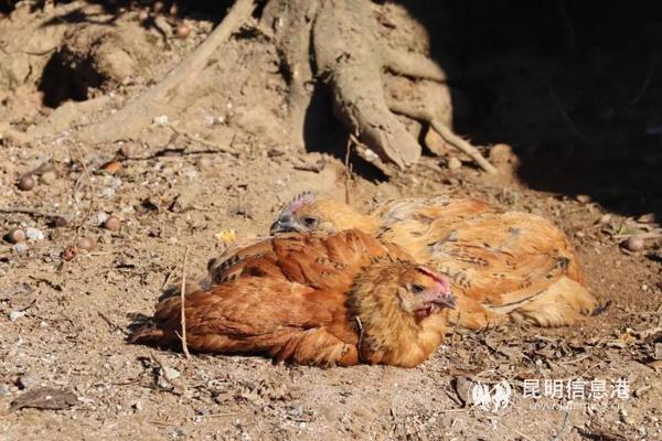 微信圖片_20191210225104 微信圖片_20191210225104