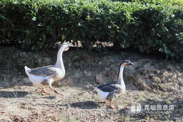 微信圖片_20191210225136 微信圖片_20191210225136