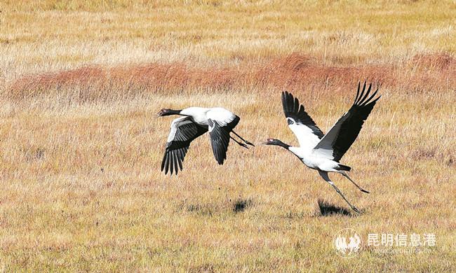 翩翩飛舞地黑頸鶴2