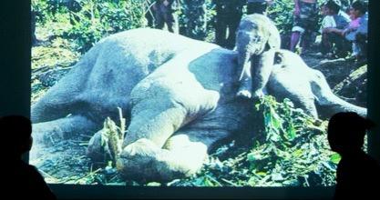 云南3名90后姑娘與大象“談判”