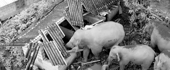 云南3名90后姑娘與大象“談判”