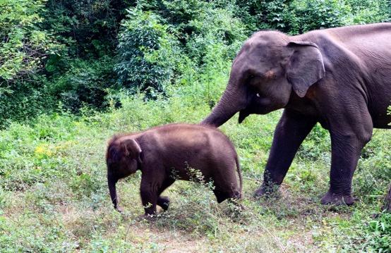 云南3名90后姑娘與大象“談判”