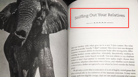 云南3名90后姑娘與大象“談判”