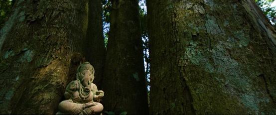 云南3名90后姑娘與大象“談判”