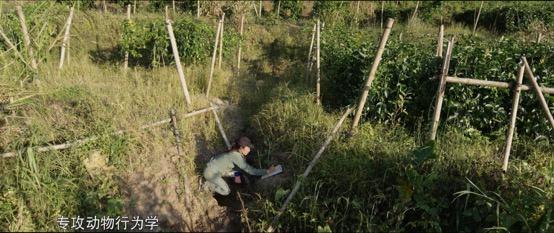 云南3名90后姑娘與大象“談判”