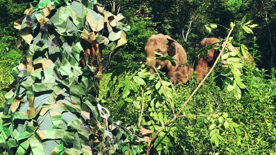 云南3名90后姑娘與大象“談判”