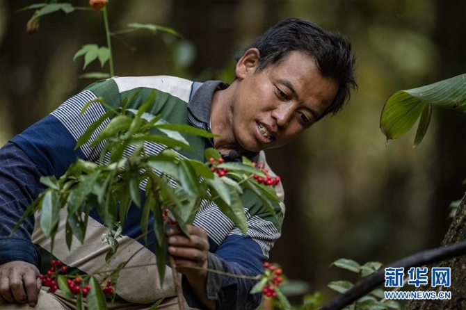 （環(huán)境）（3）云南瀘水：“觀鳥經(jīng)濟”助脫貧