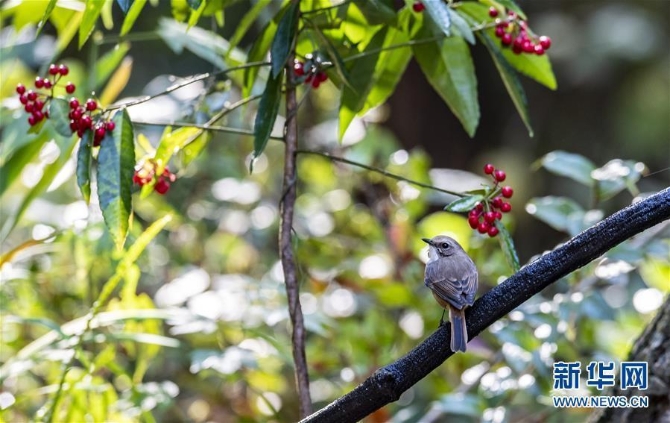 （環(huán)境）（4）云南瀘水：“觀鳥經(jīng)濟”助脫貧