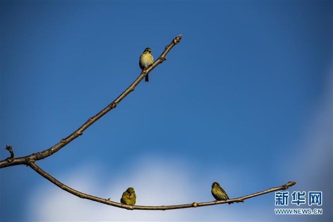 （環(huán)境）（6）云南瀘水：“觀鳥經(jīng)濟”助脫貧