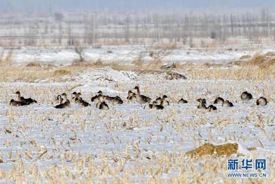 （生態(tài)）（2）新疆察布查爾：豆雁“悠閑”越冬