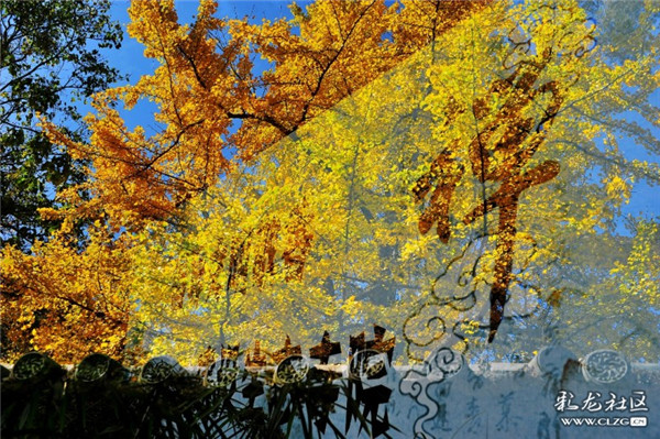 華亭寺銀杏 彩龍社區(qū)網(wǎng)友周三火攝 (2)