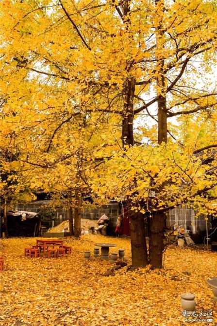 騰沖銀杏村黃葉鋪滿(mǎn)地面 彩龍社區(qū)網(wǎng)友恒心攝