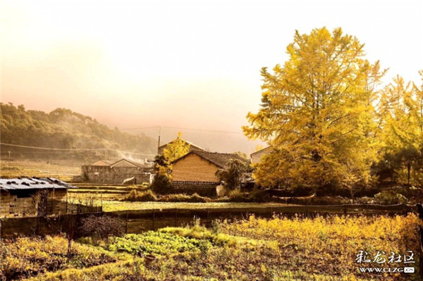 騰沖銀杏村 彩龍社區(qū)網(wǎng)友恒心攝