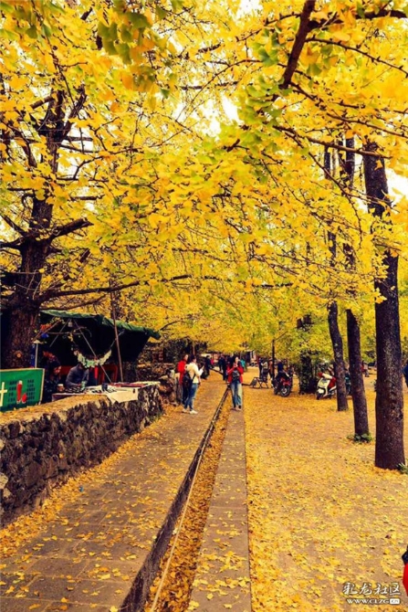 騰沖銀杏村游客拍照 彩龍社區(qū)網(wǎng)友恒心攝