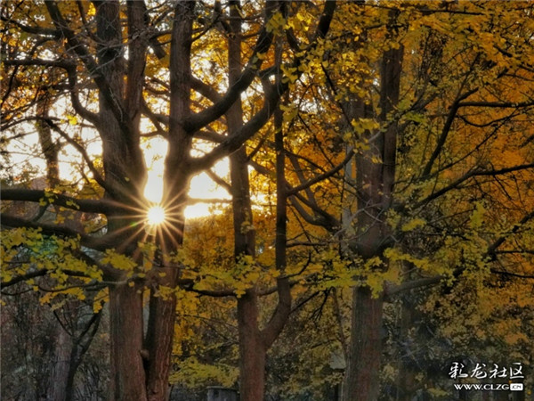 陽(yáng)光下金黃的銀杏林 彩龍社區(qū)網(wǎng)友云勻攝