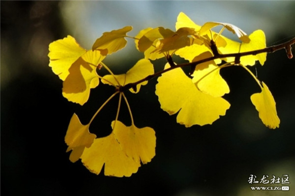 云大校園里變得金黃的銀杏 彩龍社區(qū)網(wǎng)友 云勻攝