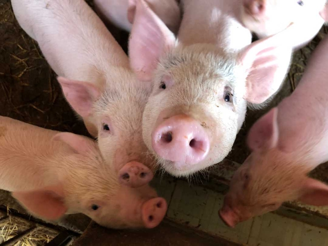 豬肉 豬 二師兄 朱文娟攝.jpg 豬肉 豬 二師兄 朱文娟攝.jpg