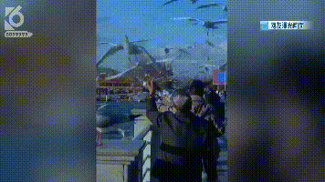 游客抓海鷗嬉戲拍照