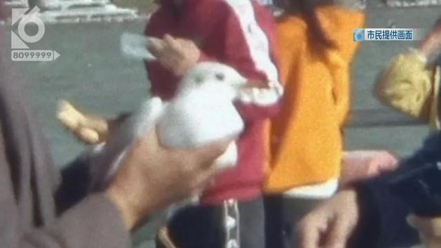 游客抓海鷗嬉戲拍照