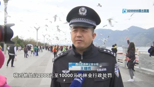 游客抓海鷗嬉戲拍照