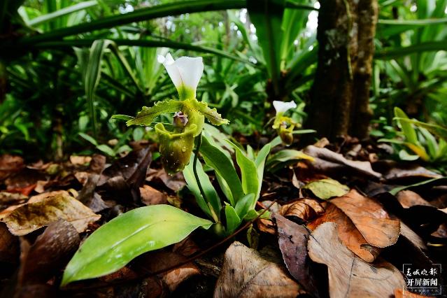 瀕危植物白旗兜蘭在版納植物園開花