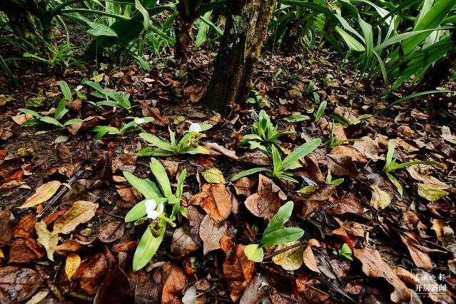 瀕危植物白旗兜蘭在版納植物園開花