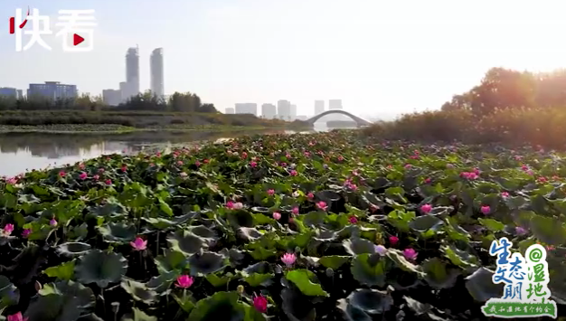 塞上江南3 塞上江南3