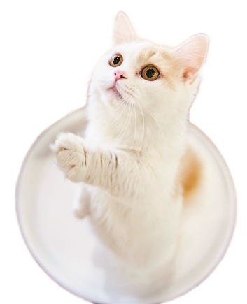 咖啡館里的“招財貓”