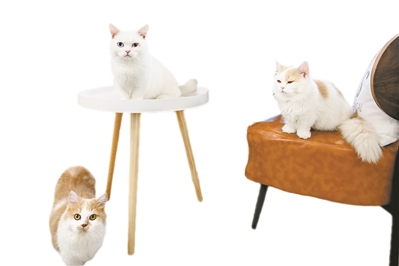 咖啡館里的“招財貓”