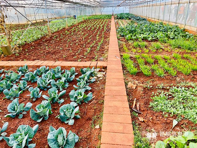 圖七-永靖中心學(xué)校勤工儉學(xué)蔬菜大棚。記者莊園攝