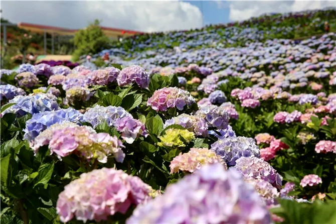 ▲陽宗海南岸南國山花繡球花海.webp (1)