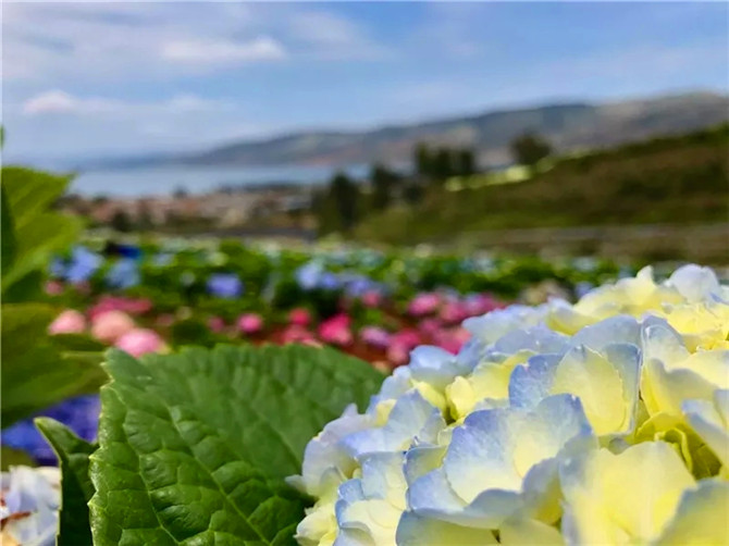 ▲陽宗海南岸南國山花繡球花海.webp (2)