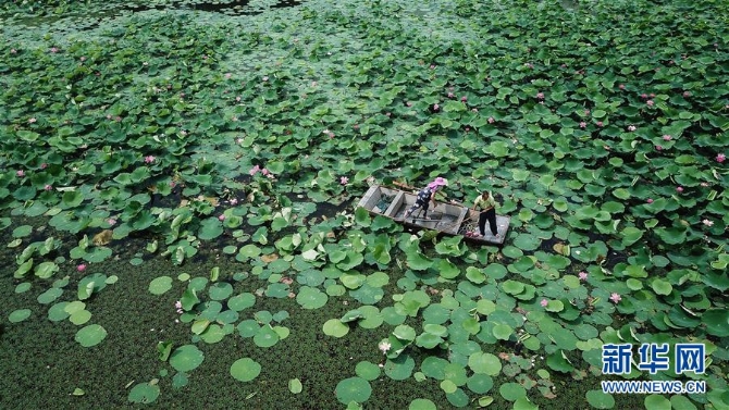 （新華全媒頭條·圖文互動）（14）大湖見證——長三角三大淡水湖綠色發(fā)展之路